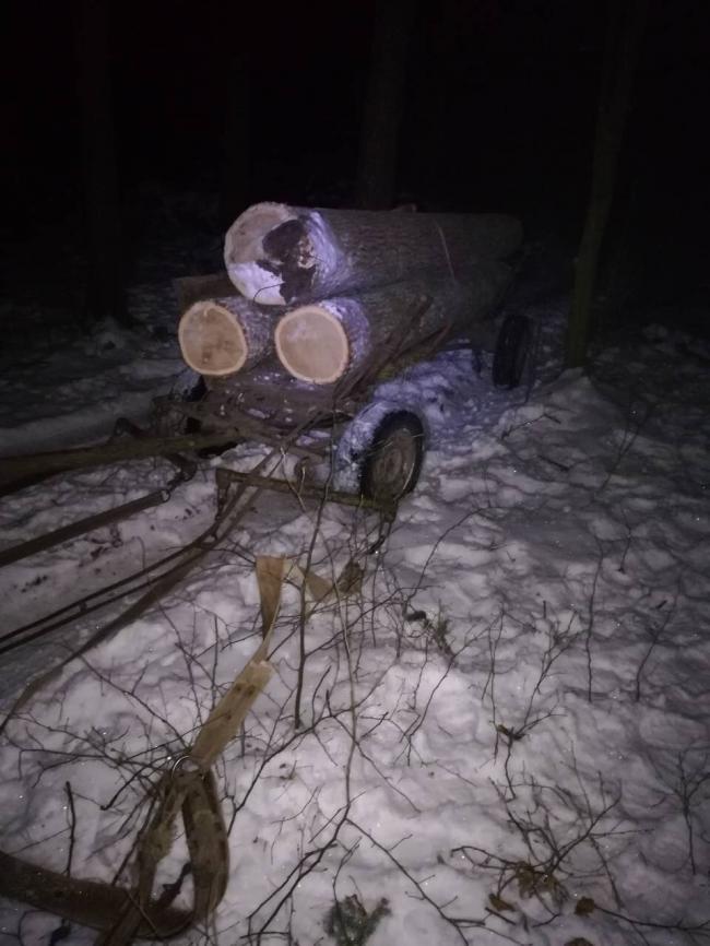На Рівненщині виявили незаконно зрубані дерева
