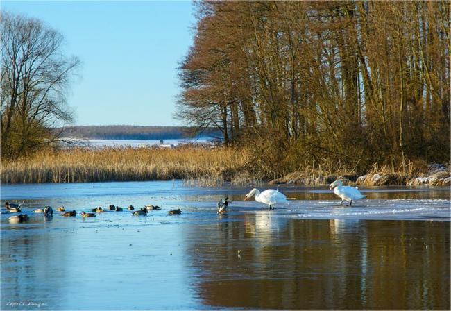 Лебеді оселились на озері неподалік Рівного (ФОТОФАКТ)
