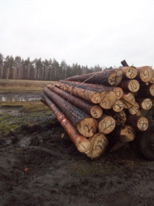 На Рівненщині знову виявили крадену деревину