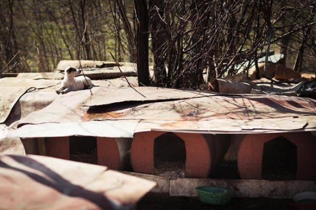 У Рівному спалили собачі будки: понад 20 тварин залишилися без житла (ФОТО)