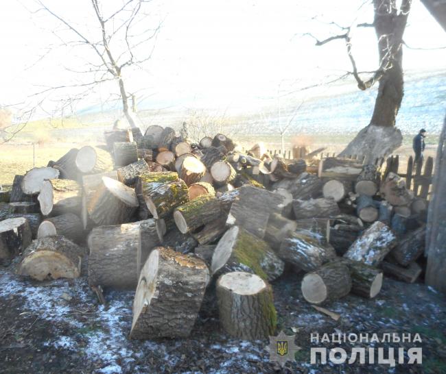 На Рівненщині в лісі незаконно зрубали дерева (ФОТО)