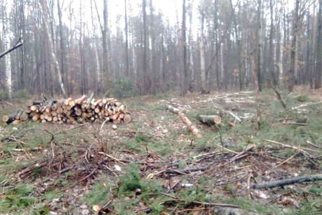 За залишки зрізаних дерев 20-річного жителя Рівненського району судитимуть