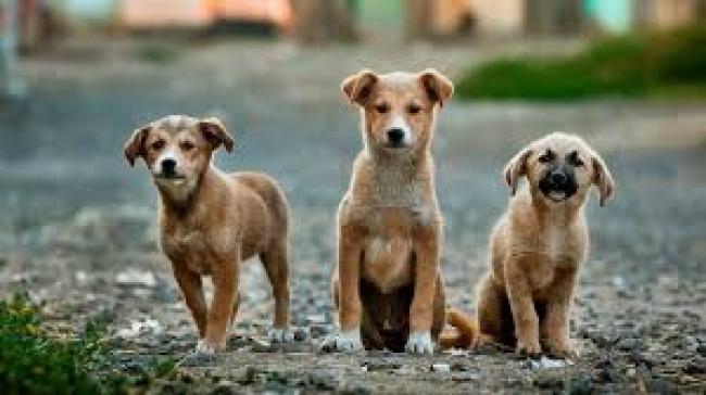 У містечку на Рівненщині просять відловити безпритульних собак