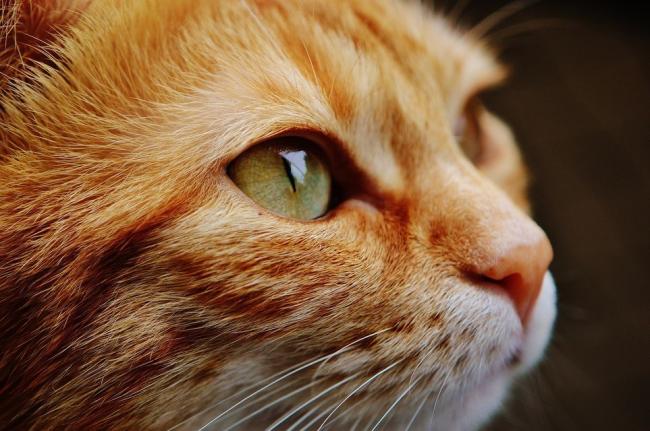 Господар повернувся із Італії: коронавірус виявили у кішки
