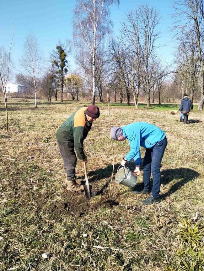 Весняне озеленення: у місті Дубно посадять 100 сакур