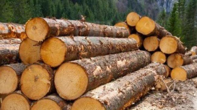 За зрубаних 15 дерев житель Рівненського району може сісти за грати на 7 років