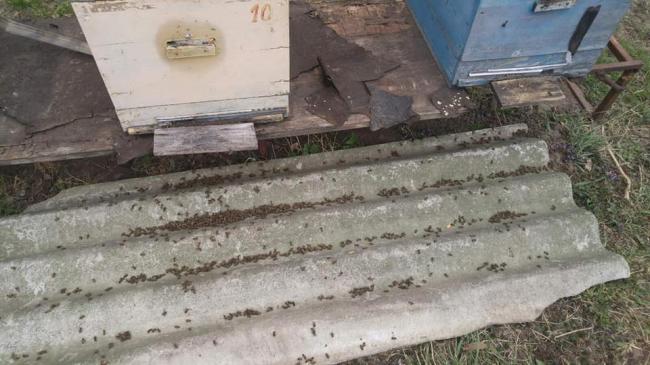 Біля Рівного у людей масово загинули бджоли (ФОТО)