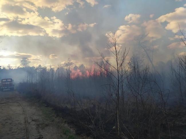 Через загоряння трави і чагарників мало не згорів ліс на Рівненщині (ФОТО)