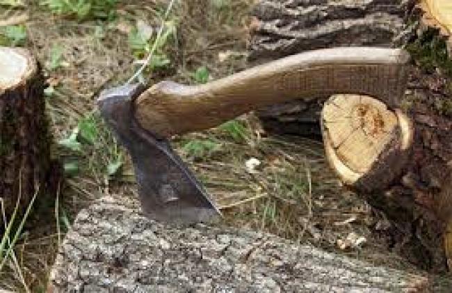 На Рівненщині судитимуть крадія деревини