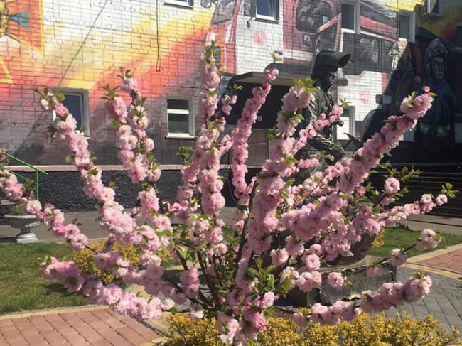 У Рівному квіткові сакури розцвіли поблизу одного з підрозділів Служби порятунку області (ФОТО)