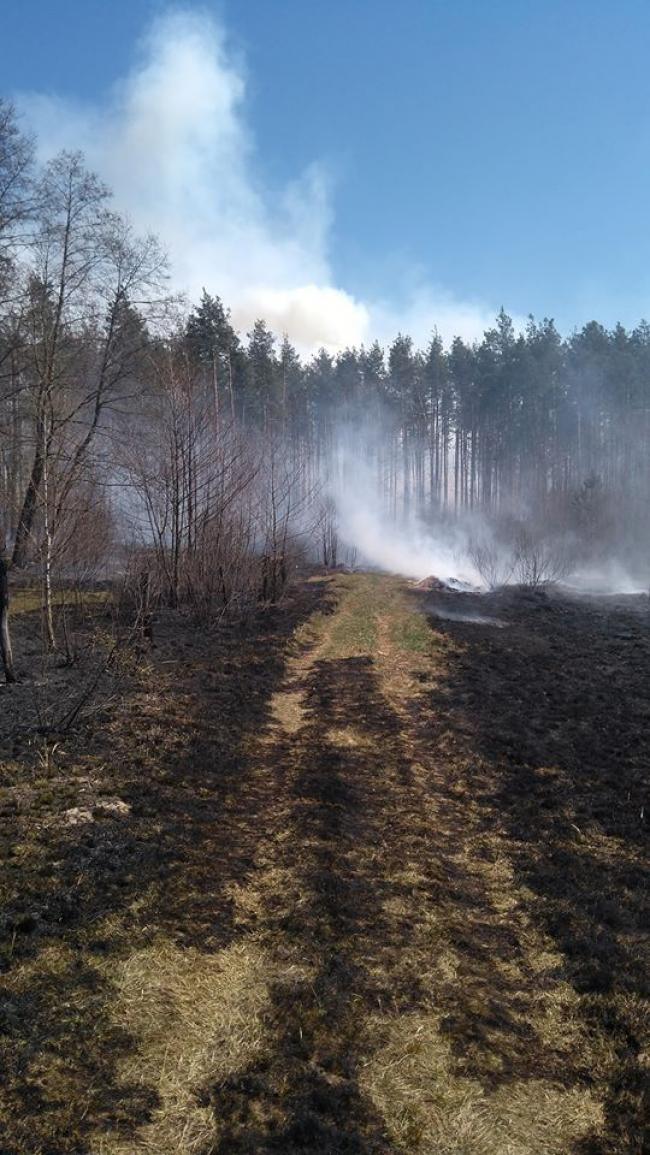 На півночі Рівненщини горить ліс - пожежа може перекинутись на село (ФОТО+ВІДЕО)