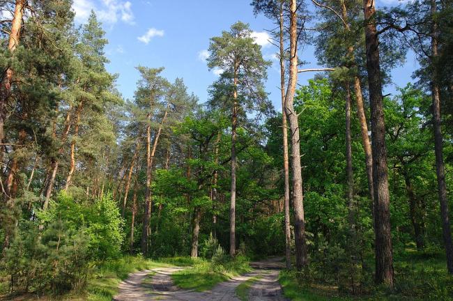 На Рівненщині знищено понад 2 тисячі гектарів лісових насаджень