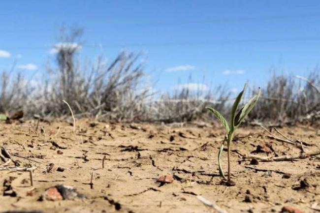 На території Рівненщини наразі одні з найсухіших ґрунтів в Україні