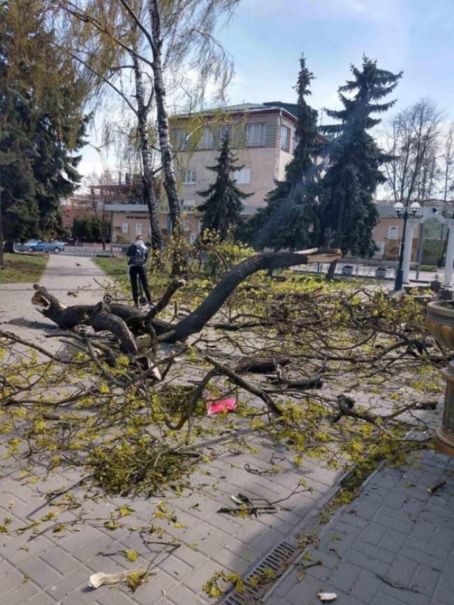 У Рівному вітер повалив гілля дерева на тротуар (ФОТО)