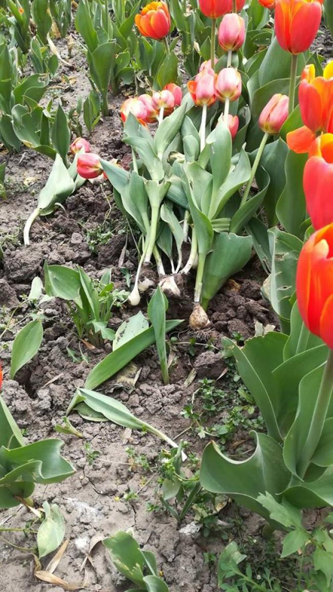 Вночі у Рівному знищили більше тисячі тюльпанів