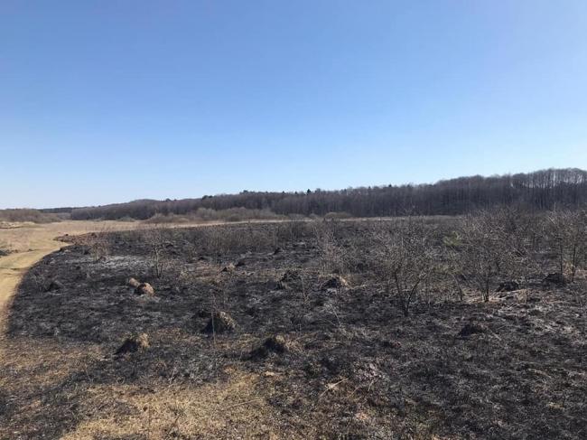Вогонь ледь не перекинувся на ліс: на Рівненщині затримали безробітного палія