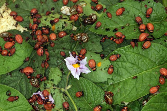 Через сприятливу зиму: на Рівненщині може бути нашестя колорадських жуків