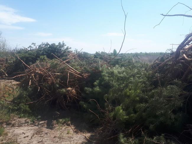 На Рівненщині невідомі знищили молоді лісові насадження, щоб зробити піщаний кар`єр (ФОТО)