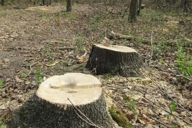 На Рівненщині незаконно зрубали дерева на суму майже 50 тисяч гривень