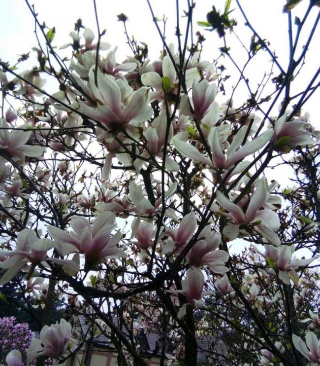На вулицях міста на Рівненщині цвітуть магнолії і тюльпани (ФОТО)