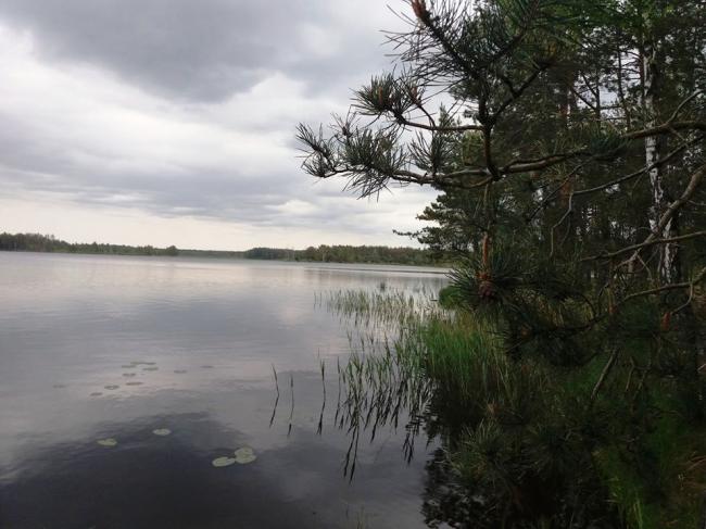 Тиша та гармонія: у мережі опублікували світлини водосховища "Боберське" на Рівненщині