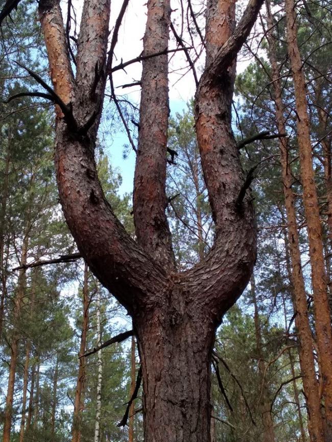 У лісі на Рівненщині помітили дерево у формі тризуба (ФОТОФАКТ)