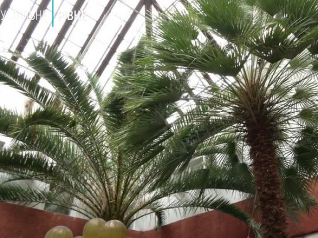 У Рівненському дитячому садочку ростуть п`ятдесятирічні пальми