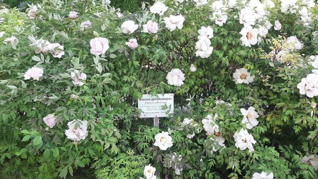 У рівненському парку розцвіли "імператорські" квіти (фотофакт)