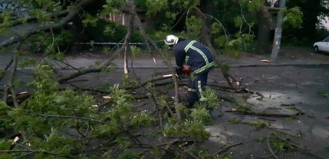 У Рівному дерево впало на проїжджу частину і пошкодило лінії електромереж (ФОТО)
