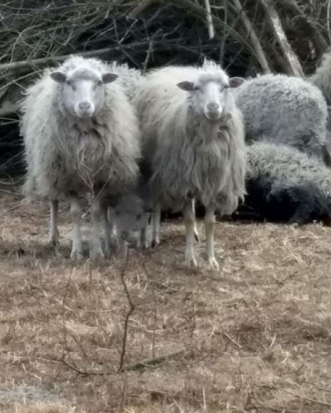 У військовій частині на Рівненщині завелось стадо вівців (ФОТО)