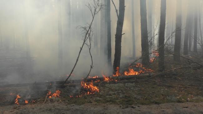 Вчора на Рівненщині гасили лісову пожежу