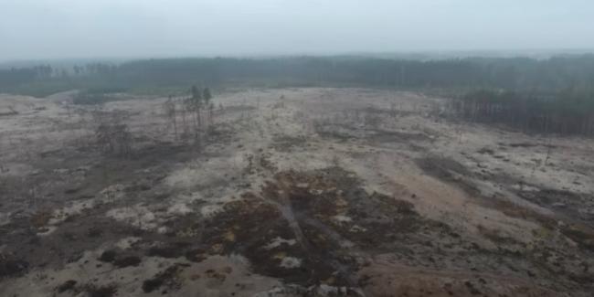 Замість дерев - пустеля: масштаби знищеного лісу на Рівненщині (ВІДЕО)