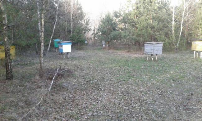 На Рівненщині через дії агрофірм масово загинули бджоли (ВІДЕО)