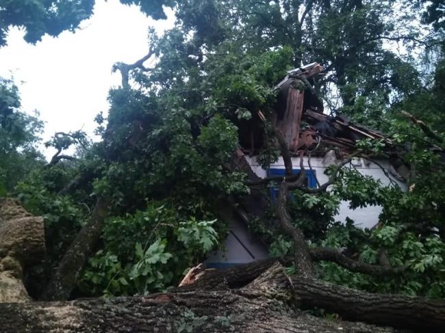 На Рівненщині через вітер на будинок впало дерево (ФОТО)