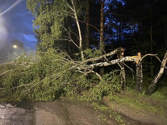 Негода повалила дерева на Рівненщині (фотофакт)