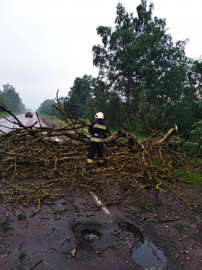 У двох районах Рівненщини сильний вітер повалив дерева просто на дорогу 