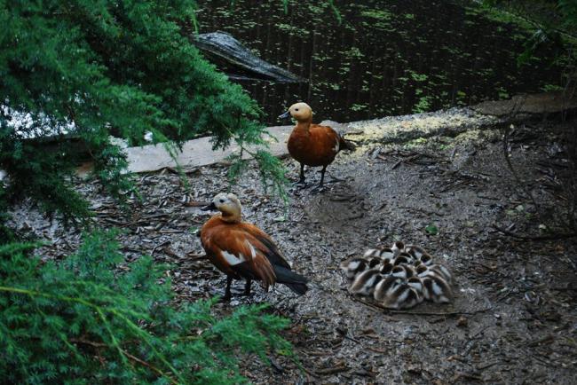 У Рівненському зоопарку поповнення серед червонокнижних птахів (ФОТО)