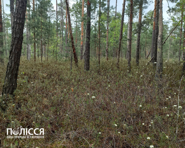 Унікальний спадок України: на Рівненщині виявили нові ліси