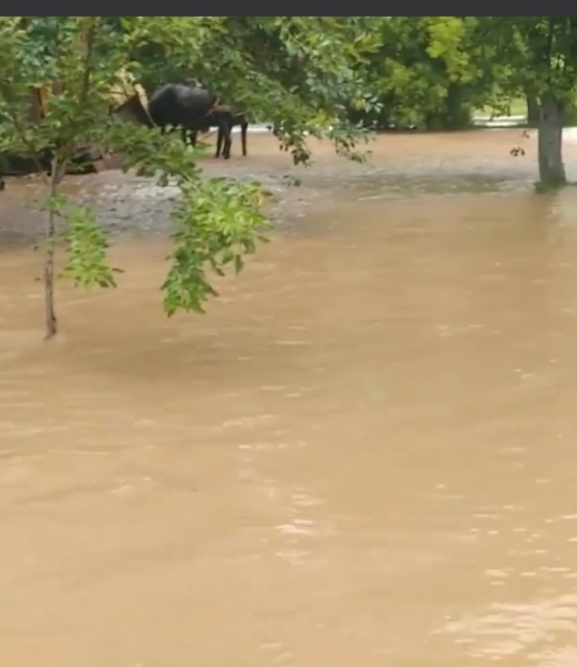 Вода тече річкою: на Рівненщині підтопило село (ВІДЕО)
