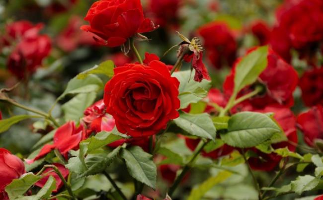 Як правильно підживлювати троянди, щоб кущі давали пишне цвітіння?