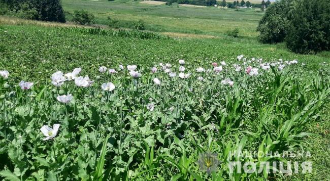 11 жителів Рівненщини засіяли городи маком і коноплею (ФОТО)