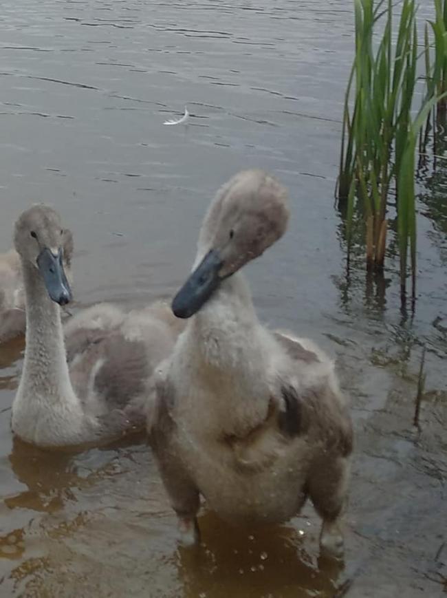 На Рівненщині активісти рятують пораненого лебедя (ФОТО)