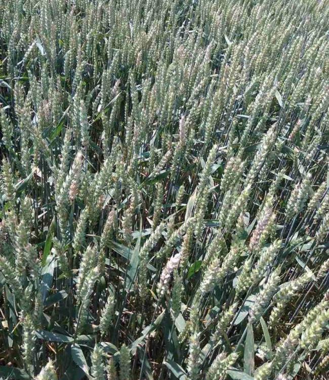 На Рівненщині через надмірні опади страждають посіви зерна