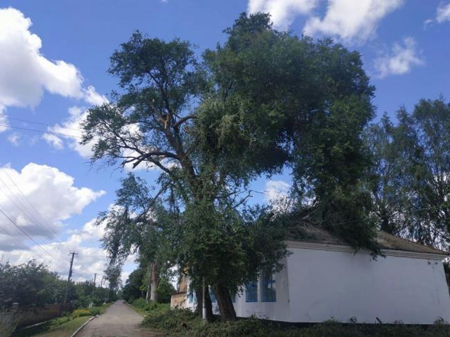 На Рівненщині через пориви вітру дерево впало на проїжджу частину