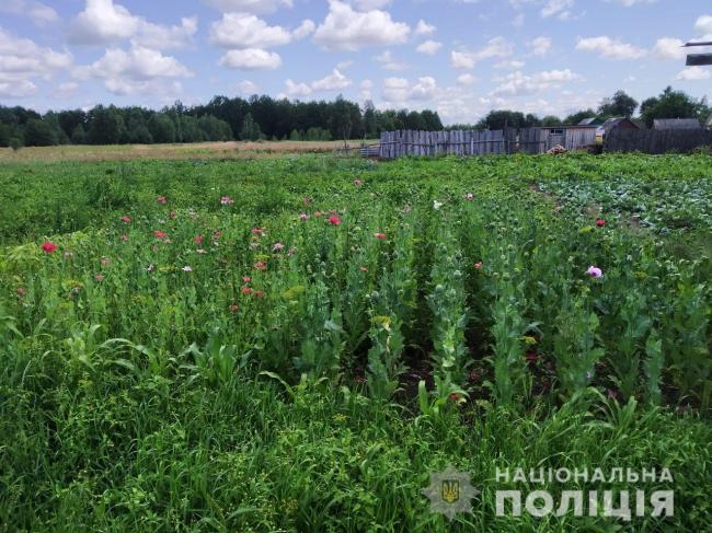На Рівненщині люди продовжують вирощувати мак: виявили більше 2500 рослин 