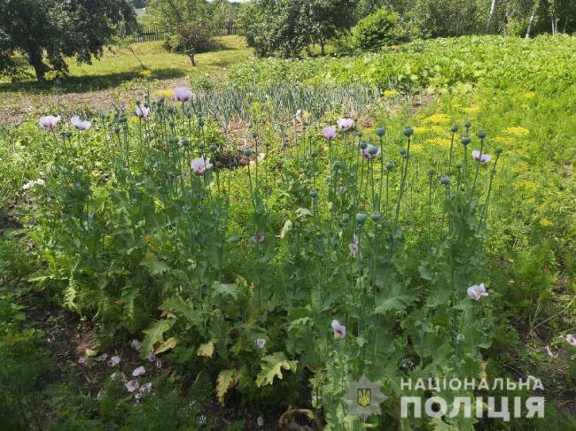 На Рівненщині невістка посіяла на городі свекра наркотичні рослини
