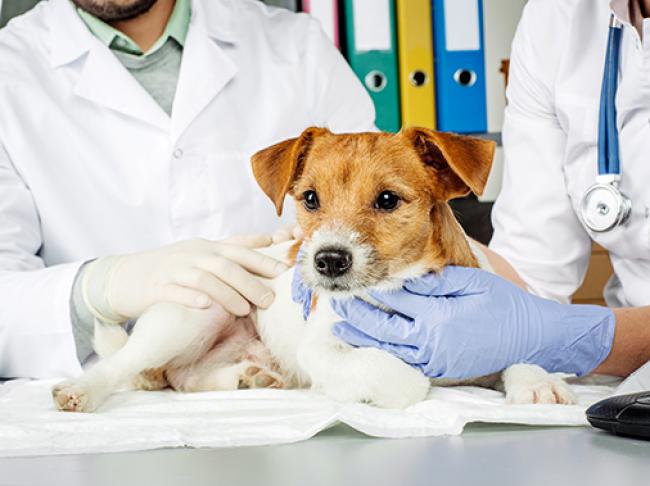 На Рівненщині ветеринар виїздить у райони для стерилізації тварин