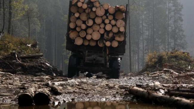 На Рівненщині за півроку вирубали деревини на 700 тисяч гривень