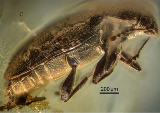 На Рівненщині знайшли новий вид жука, який жив 37 млн років тому