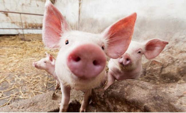Ціни на живець свиней зросли до 43-45 гривень за кілограм